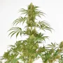 Семена конопли Snow Bud® от Dutch Passion